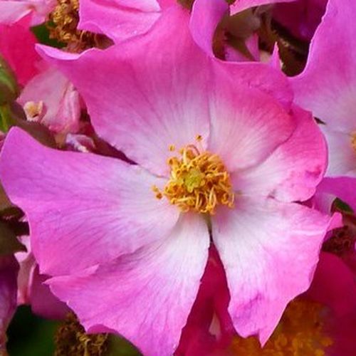 Online rózsa webáruház - talajtakaró rózsa - rózsaszín - Rosa Fil des Saisons ® - diszkrét illatú rózsa - Ann Velle Boudolf - Különleges színű, folyamatosan nyíló talajtakaró. Hosszú hajtásai a nagy virágtömeg alatt a földre hajlanak.